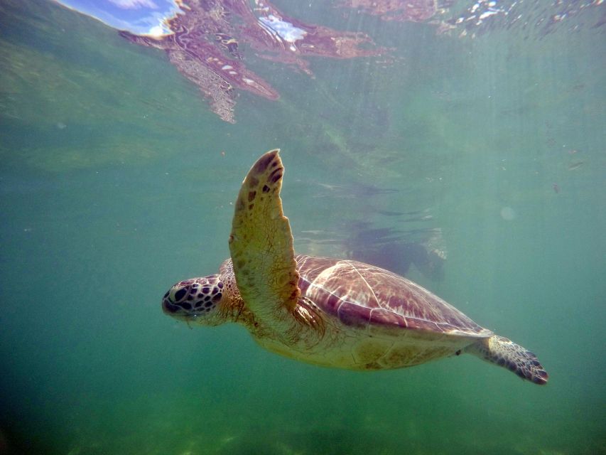 From Cancun/Riviera Maya Snorkel With Sea Turtles & Cenotes - Relax and Swim Cenote