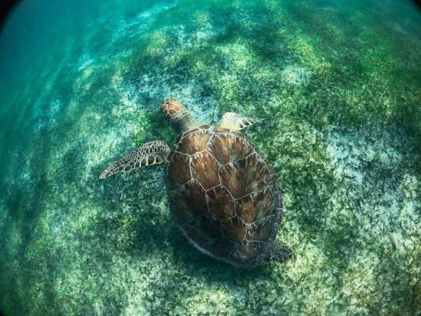 From Cancun/Riviera Maya Snorkel With Sea Turtles & Cenotes - Professional Bilingual Guide Provided