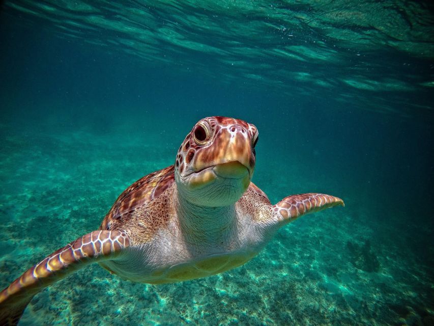From Cancun/Riviera Maya Snorkel With Sea Turtles & Cenotes - Buffet Lunch in Jungle