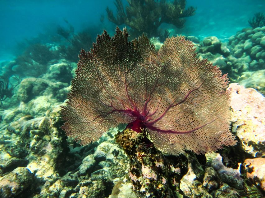 From Cancun/Riviera Maya Snorkel With Sea Turtles & Cenotes - Frequently Asked Questions