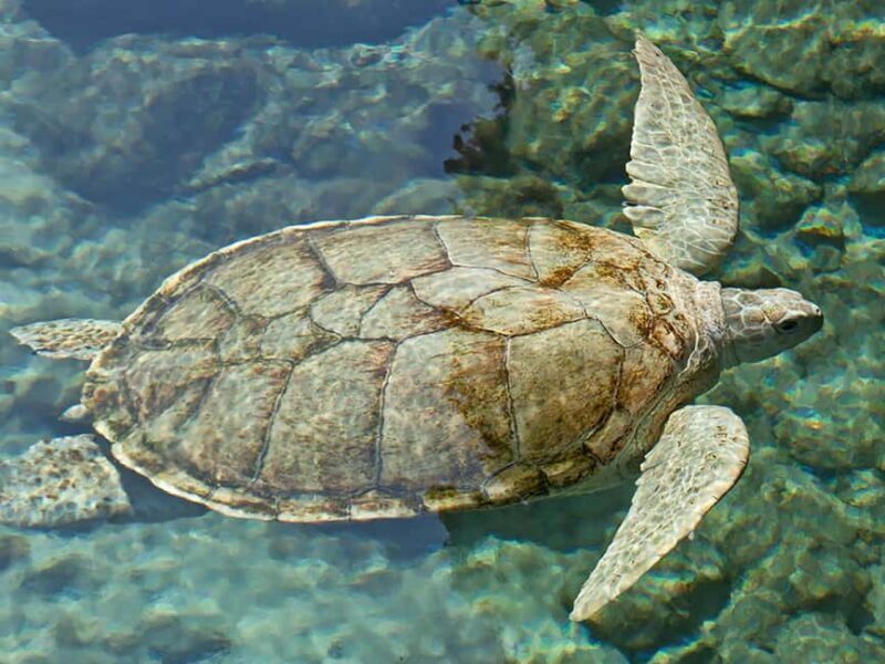 From Cancun: Xcaret Plus Park, the complete experience - Transportation and Punctuality