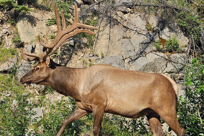 From Canmore/Banff: Columbia Icefield Skywalk Peyto Private Tour - What’s Included & What’s Not