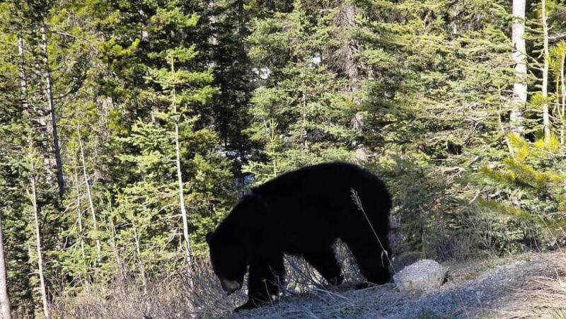 From Canmore/Banff:Moraine Lake & Lake Louise 1.5h per lake - Final Thoughts