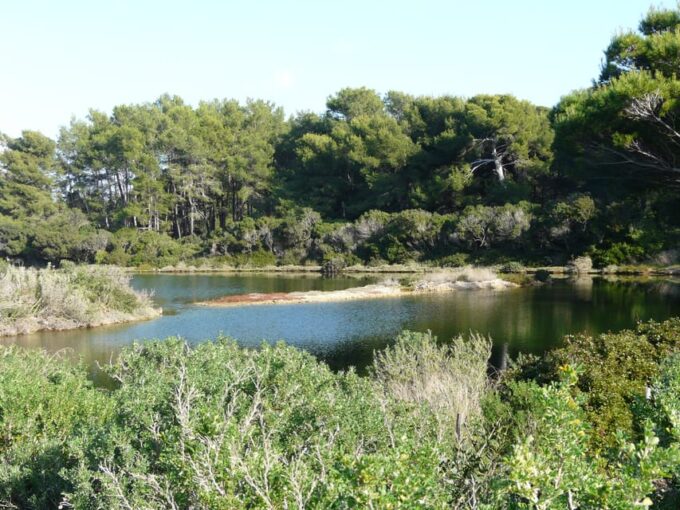 From Cannes: Ferry Tickets to Sainte-Marguerite Island - Customer Reviews and Ratings