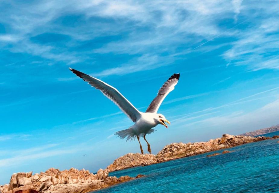 From Cannigione: La Maddalena Archipelago Catamaran Tour - Exploring the Archipelago