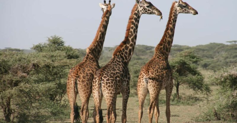 From Cape Town: 2-Day Safari at 4-Star Private Game Reserve - Good To Know
