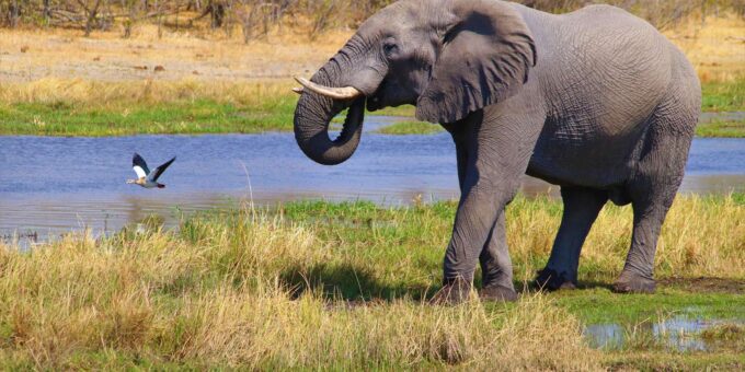 From Cape Town: 2-Day Safari at 4-Star Private Game Reserve - Frequently Asked Questions