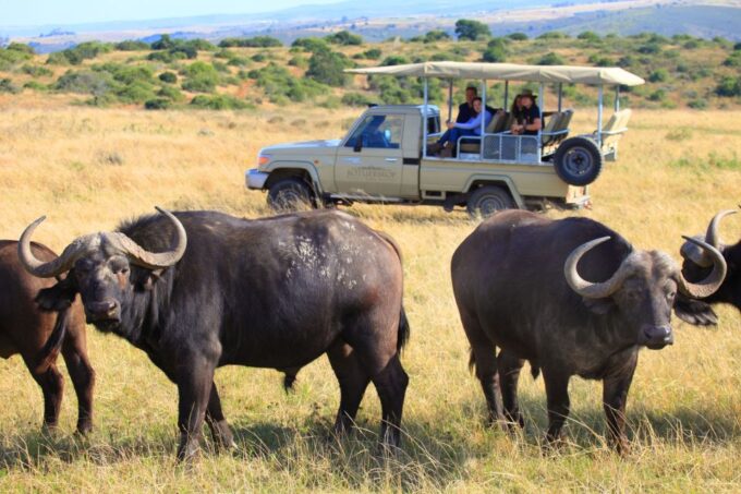 From Cape Town: 2-Day Wildlife and 4x4 Safari Experience - Wildlife and Game Drives
