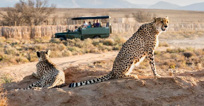 From Cape Town: 3-Day Garden Route Safari and Coastal Tour - Accommodation and Meals