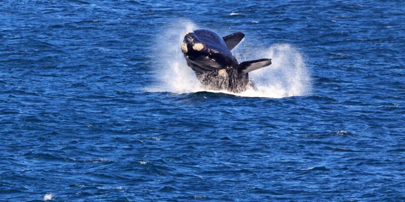 From Cape Town: 3-Day Garden Route Safari and Coastal Tour - Safari Experience