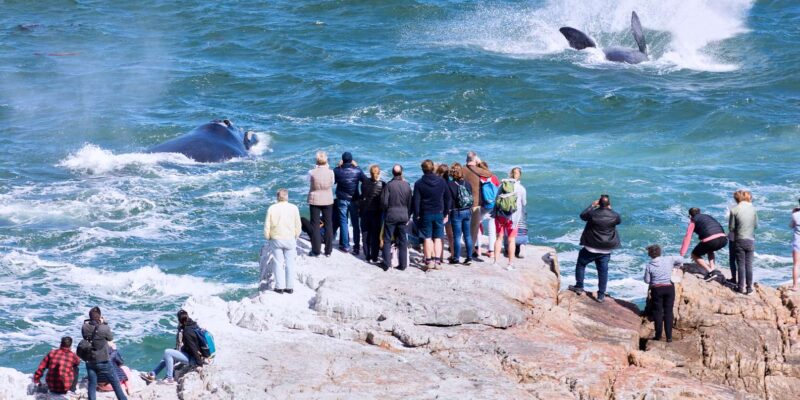 From Cape Town: 3-Day Garden Route Safari and Coastal Tour - Customer Reviews and Ratings