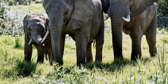From Cape Town: 3-Day Garden Route Safari and Coastal Tour - What to Bring and Wear