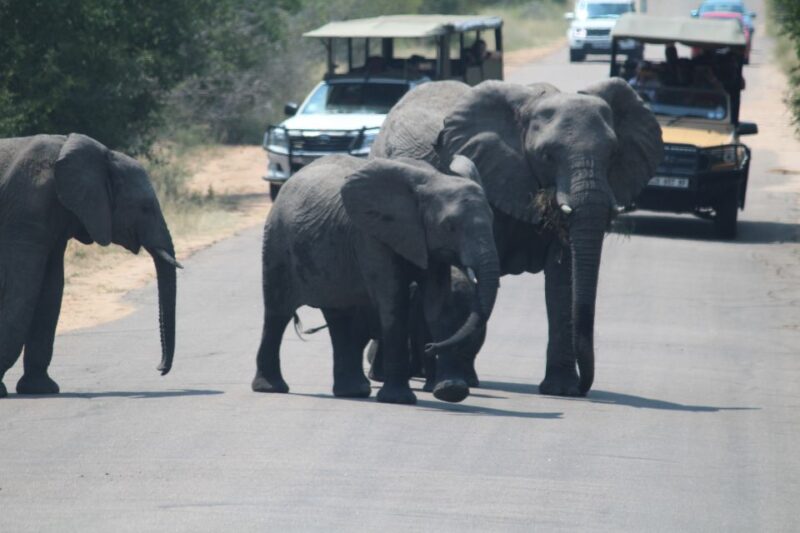 From Cape Town: 3 Days Kruger Safari & Panorama Route Tour - Good To Know