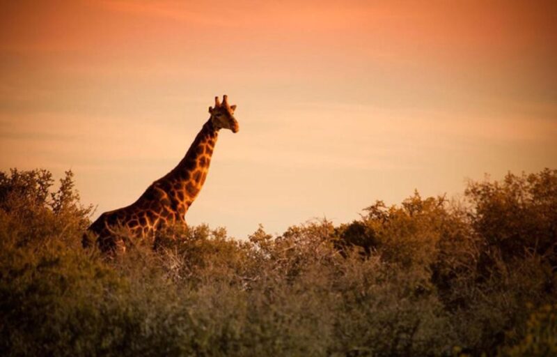 From Cape Town: 4 Day Luxury Garden Route Selection Tour - Itinerary Highlights
