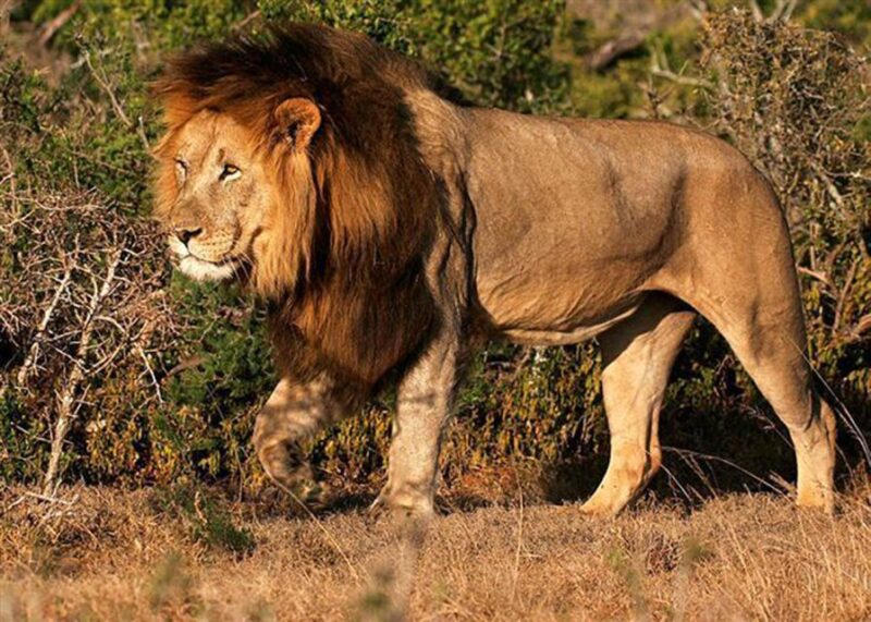 From Cape Town: 5-Day Best of Garden Route and Addo Safari - Breathtaking Landscapes