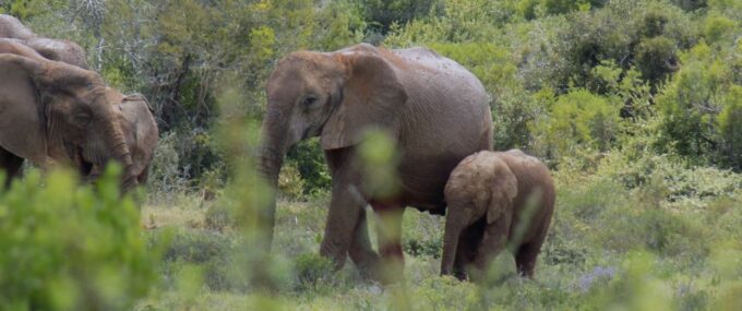 From Cape Town: 5-Day Best of Garden Route and Addo Safari - Wildlife Encounters