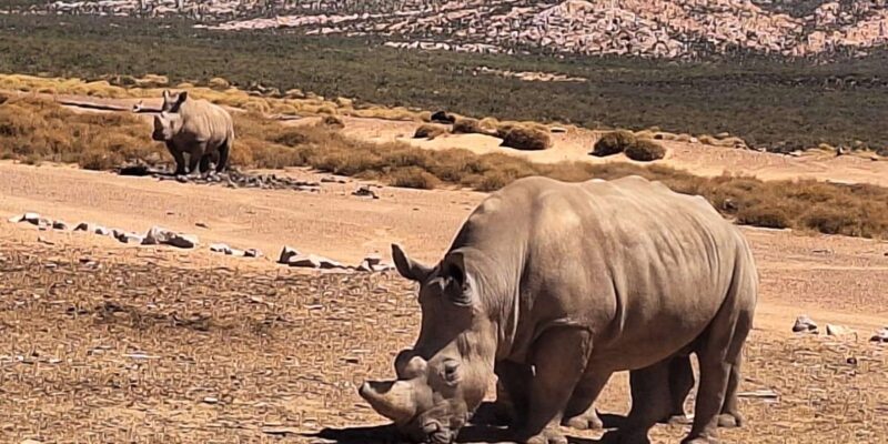 From Cape Town: Aquila Game Reserve Big 5 Safari - Good To Know