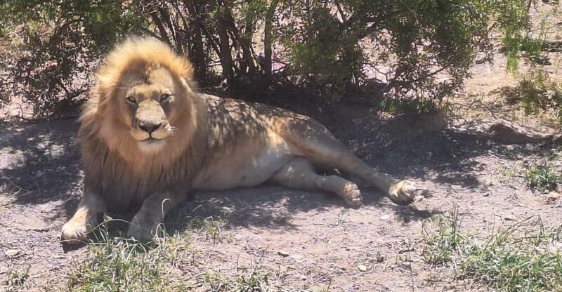 From Cape Town: Aquila Game Reserve Big 5 Safari - Itinerary and Experience