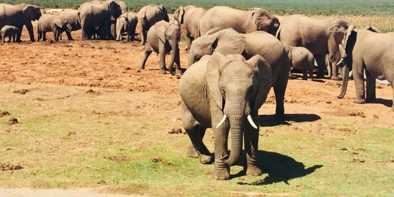 From Cape Town: Aquila Game Reserve Big 5 Safari - Inclusions and Amenities