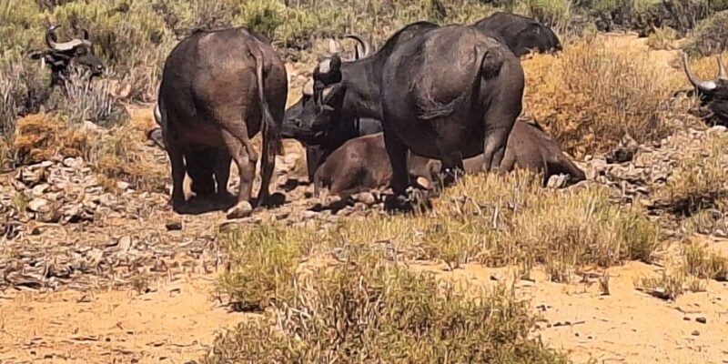 From Cape Town: Aquila Game Reserve Big 5 Safari - Important Information