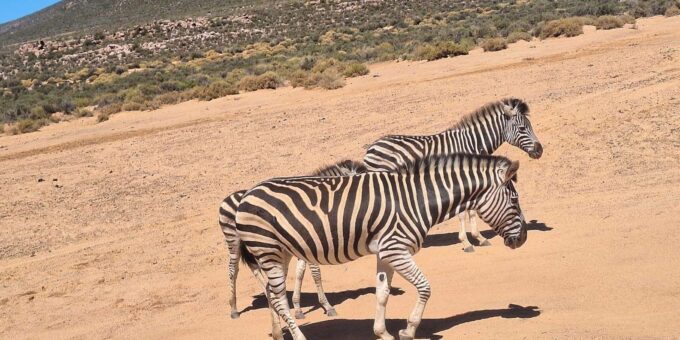 From Cape Town: Aquila Game Reserve Big 5 Safari - Frequently Asked Questions