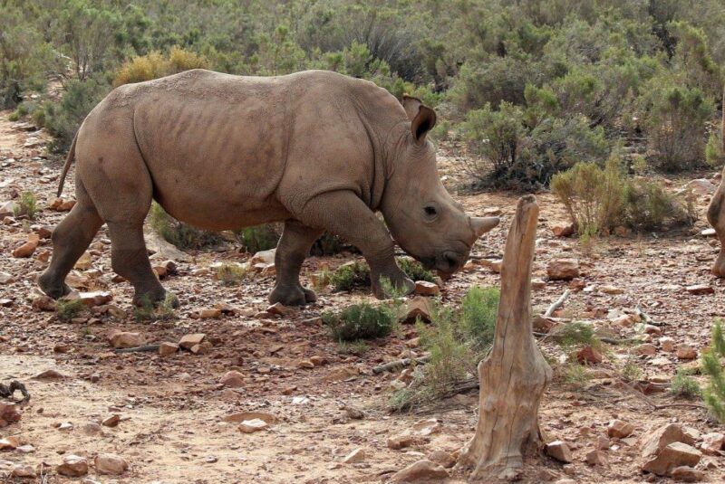 From Cape Town: Aquila Game Reserve Safari Tour With Lunch - Good To Know