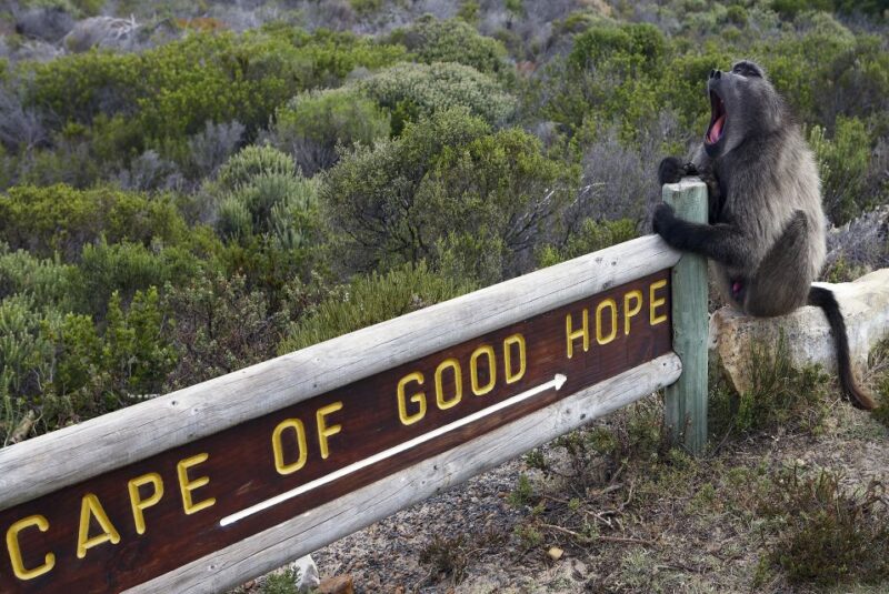 From Cape Town: Cape Peninsula & Boulders Penguin Beach Tour - Tour Inclusions