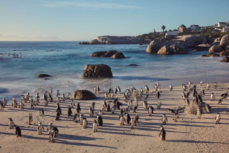 From Cape Town: Cape Point and Boulders Beach Full-Day Tour - Tour Overview and Highlights