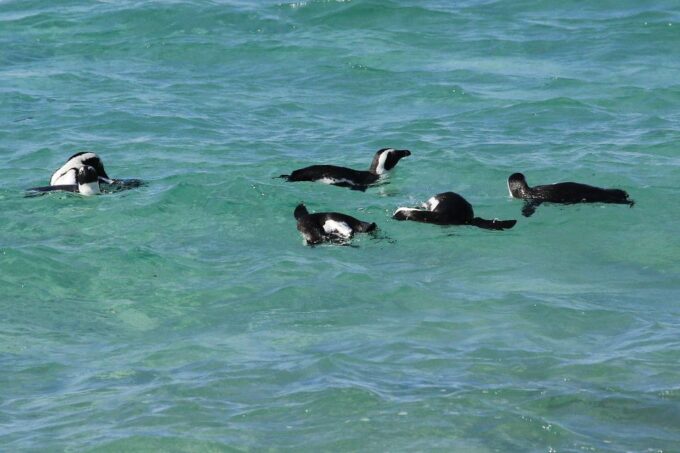 From Cape Town: Cape Point and Boulders Beach Full-Day Tour - Frequently Asked Questions