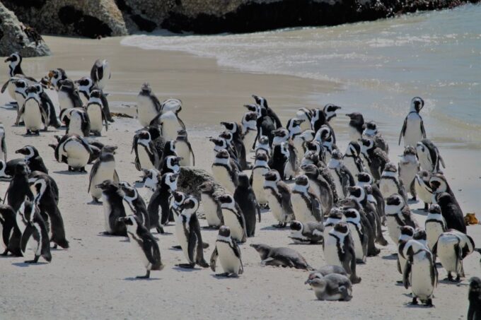 From Cape Town: Cape Point & Boulders Beach Full-Day Tour - Optional Seal Island Cruise