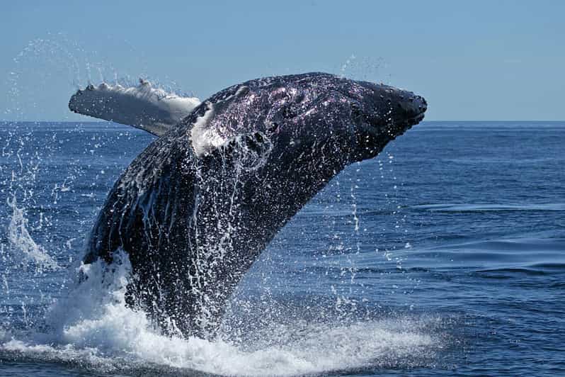 From Cape Town: Full Day Tour to Hermanus - Good To Know