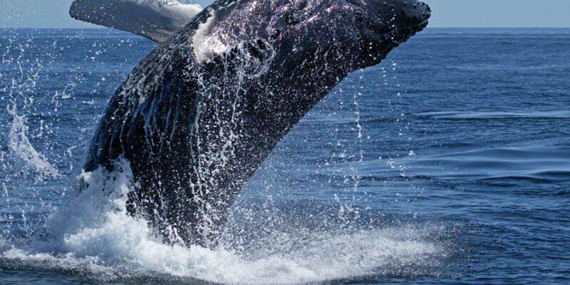 From Cape Town: Full Day Tour to Hermanus - Itinerary and Highlights