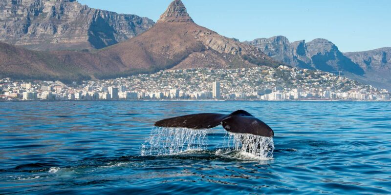 From Cape Town: Full Day Tour to Hermanus - Customer Reviews and Feedback