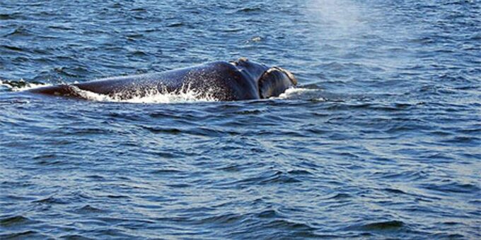 From Cape Town: Full Day Tour to Hermanus - Booking and Reservations