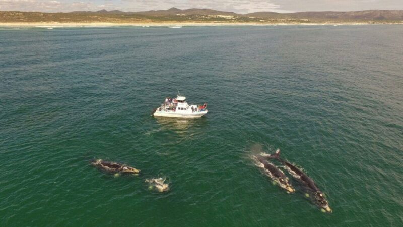 From Cape Town: Hermanus Whale Watching Boat Trip - Itinerary and Highlights