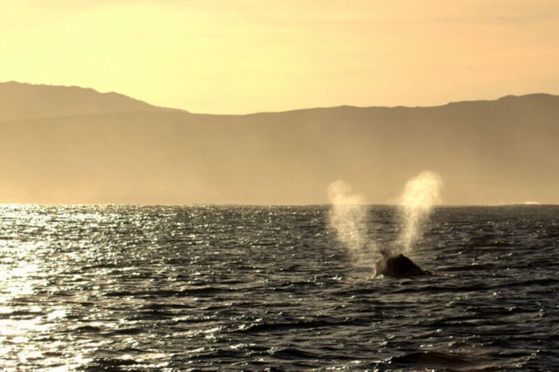 From Cape Town: Hermanus Whale Watching Boat Trip - Tour Logistics