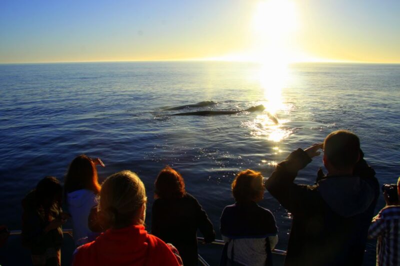 From Cape Town: Hermanus Whale Watching Boat Trip - Customer Reviews