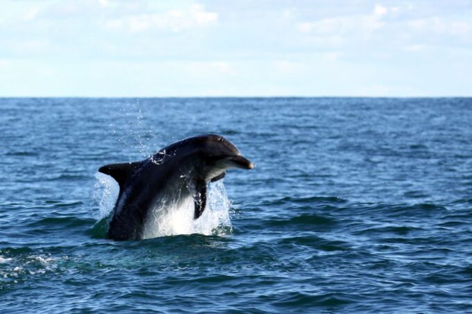 From Cape Town: Hermanus Whale Watching Boat Trip - Preparing for the Trip
