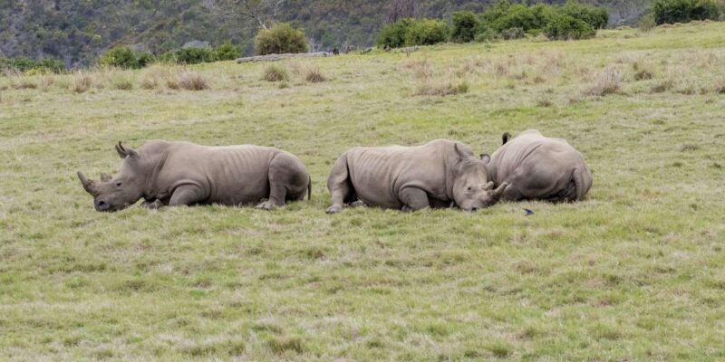 From Cape Town: South African Wildlife and Safari 2-Day Tour - Good To Know