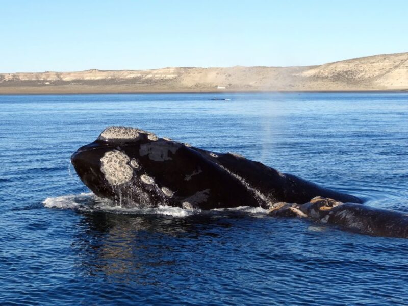 From Cape Town: Whale Watching Tour in Hermanus and Gansbaai - Good To Know