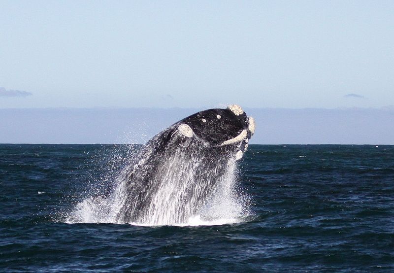 From Cape Town: Whale Watching Tour in Hermanus and Gansbaai - Itinerary Highlights