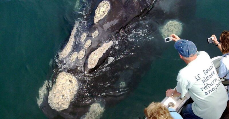 From Cape Town: Whale Watching Tour in Hermanus and Gansbaai - Transportation and Accessibility