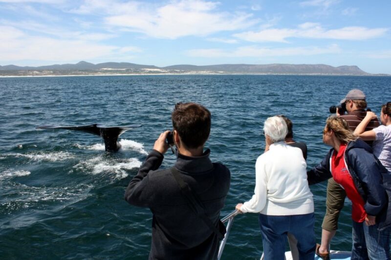 From Cape Town: Whale Watching Tour in Hermanus and Gansbaai - Customer Experience and Reviews