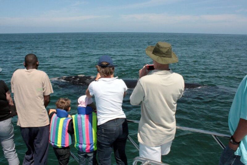 From Cape Town: Whale Watching Tour in Hermanus and Gansbaai - Whale Watching in Hermanus
