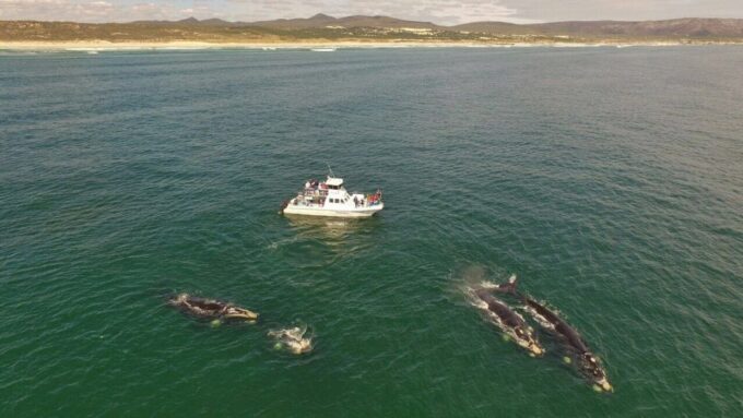 From Cape Town: Whale Watching Tour in Hermanus and Gansbaai - Exploring the Overberg Coastline