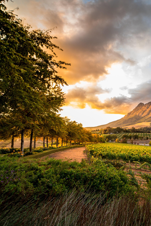 From Cape Town: Winelands Best Day Ever: Private Day Tour - Good To Know
