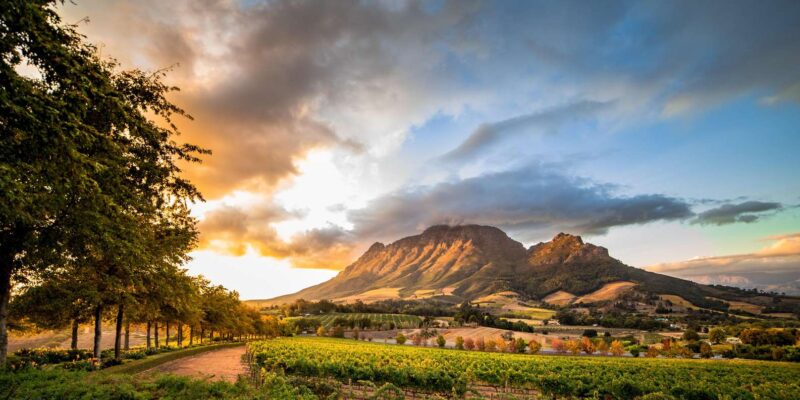 From Cape Town: Winelands Best Day Ever: Private Day Tour - Scenic Views and Tasting