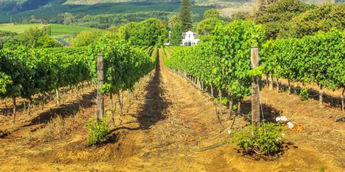 From Cape Town: Winelands Best Day Ever: Private Day Tour - The Sum Up
