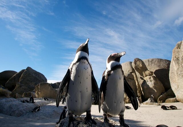 From CapeTown:TableMountain,Penguins &Wine Testing in Constantia - Good To Know