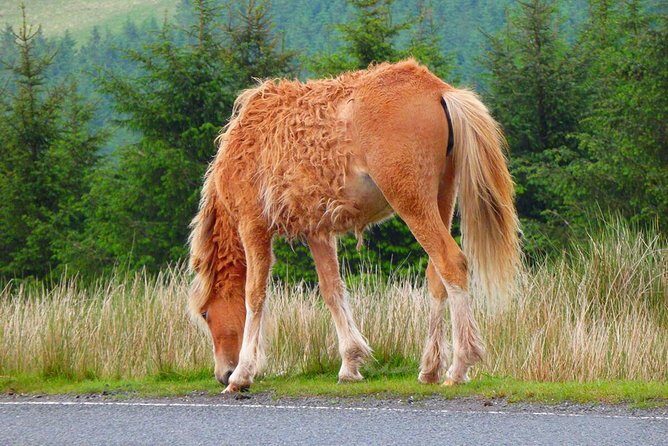 From Cardiff: Three Castles, Welsh Mountains & More Day Tour - Scenic Drive Through Brecon Beacons